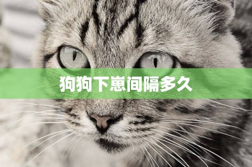狗狗下崽間隔多久