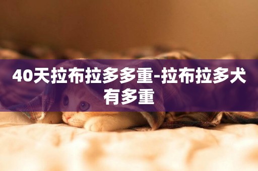 40天拉布拉多多重-拉布拉多犬有多重