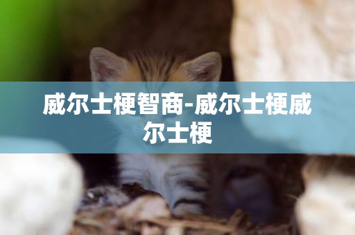 威爾士梗智商-威爾士梗威爾士梗