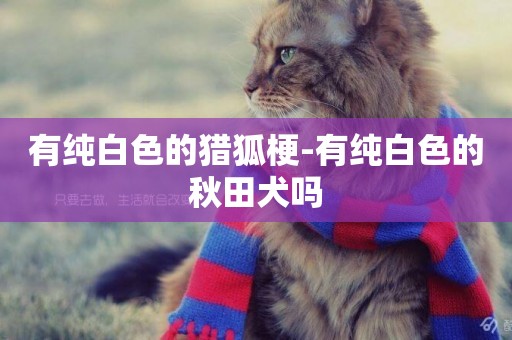 有純白色的獵狐梗-有純白色的秋田犬嗎