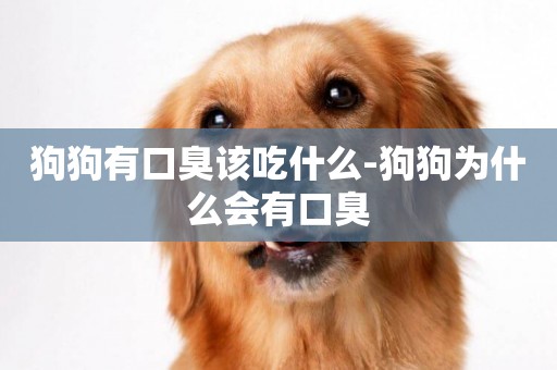 狗狗有口臭該吃什么-狗狗為什么會有口臭