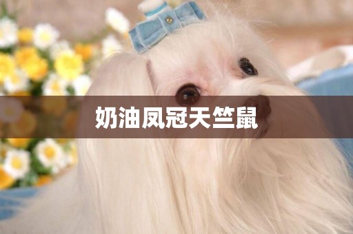 奶油鳳冠天竺鼠