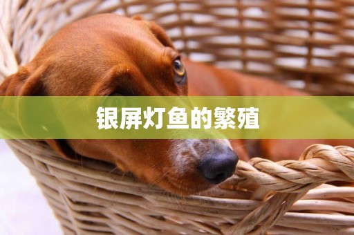 銀屏燈魚的繁殖
