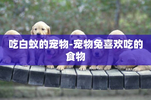 吃白蟻的寵物-寵物兔喜歡吃的食物