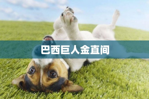 巴西巨人金直間