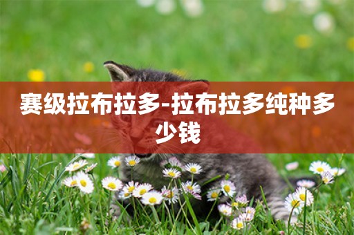 賽級拉布拉多-拉布拉多純種多少錢