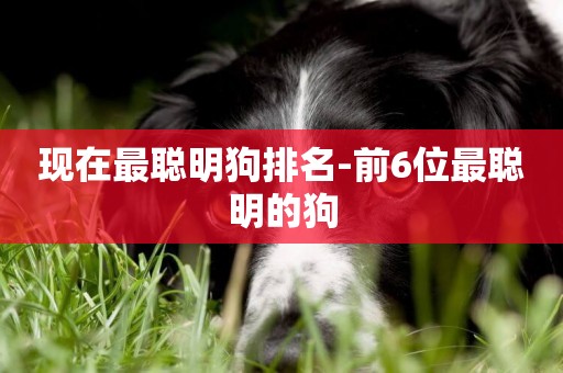 現在最聰明狗排名-前6位最聰明的狗