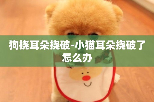 狗撓耳朵撓破-小貓耳朵撓破了怎么辦