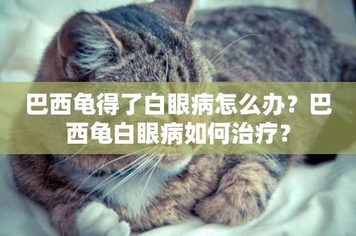 巴西龜得了白眼病怎么辦？巴西龜白眼病如何治療？