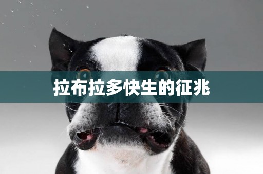 拉布拉多快生的征兆