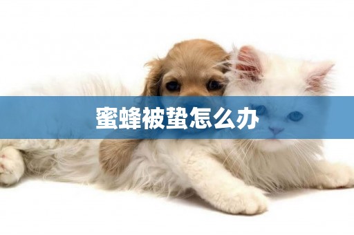 蜜蜂被蟄怎么辦