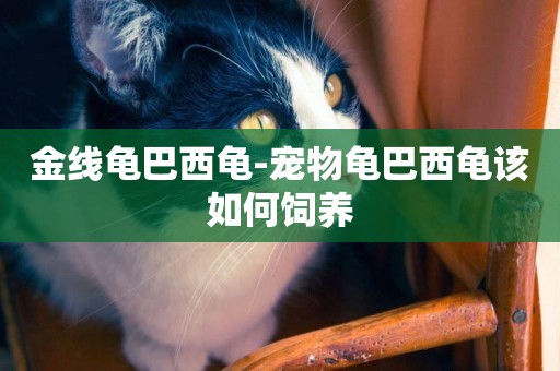 金線龜巴西龜-寵物龜巴西龜該如何飼養