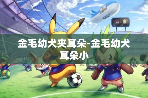 金毛幼犬夾耳朵-金毛幼犬耳朵小
