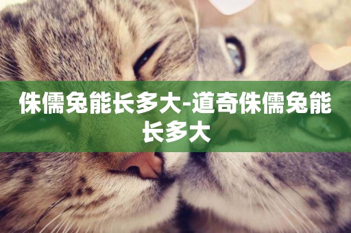 侏儒兔能長多大-道奇侏儒兔能長多大