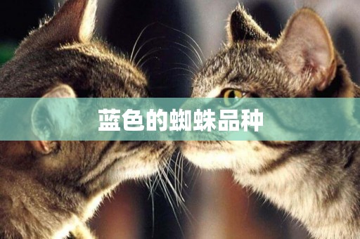 藍色的蜘蛛品種