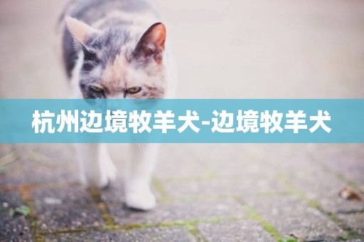 杭州邊境牧羊犬-邊境牧羊犬