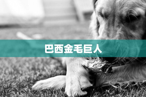 巴西金毛巨人