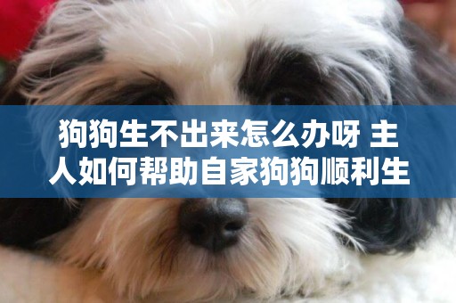 狗狗生不出來怎么辦呀 主人如何幫助自家狗狗順利生產呢