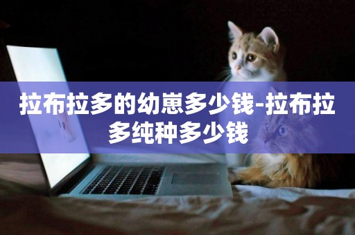 拉布拉多的幼崽多少錢-拉布拉多純種多少錢