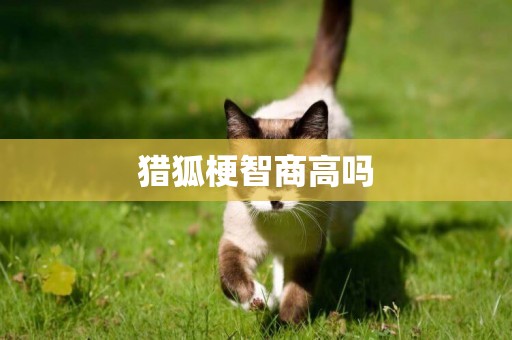 獵狐梗智商高嗎