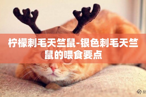 檸檬刺毛天竺鼠-銀色刺毛天竺鼠的喂食要點
