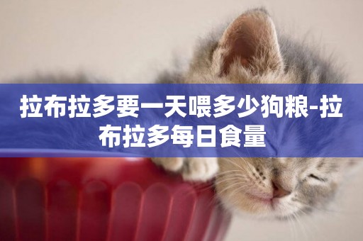 拉布拉多要一天喂多少狗糧-拉布拉多每日食量