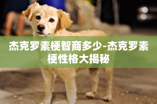 杰克羅素梗智商多少-杰克羅素梗性格大揭秘
