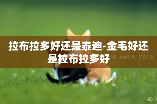 拉布拉多好還是泰迪-金毛好還是拉布拉多好