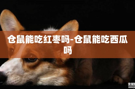 倉鼠能吃紅棗嗎-倉鼠能吃西瓜嗎