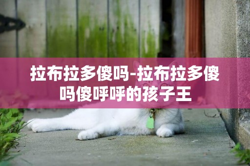 拉布拉多傻嗎-拉布拉多傻嗎傻呼呼的孩子王
