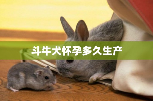 斗牛犬懷孕多久生產