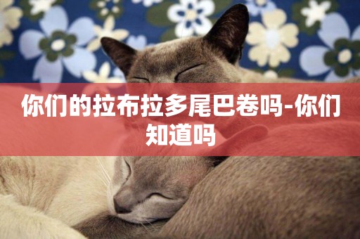 你們的拉布拉多尾巴卷嗎-你們知道嗎