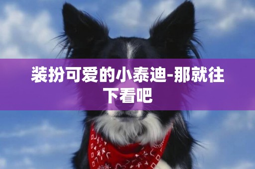 裝扮可愛的小泰迪-那就往下看吧