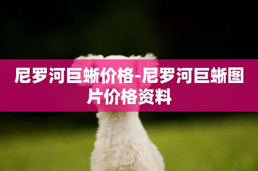 尼羅河巨蜥價格-尼羅河巨蜥圖片價格資料
