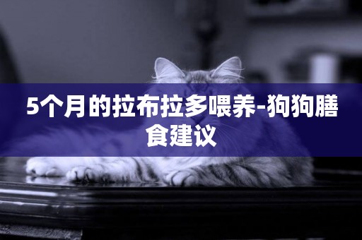 5個月的拉布拉多喂養-狗狗膳食建議