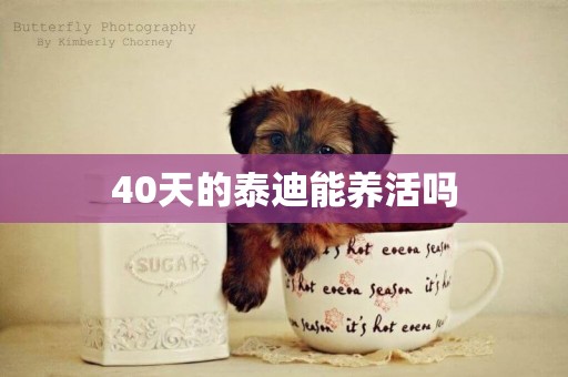 40天的泰迪能養活嗎