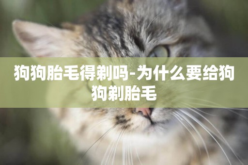 狗狗胎毛得剃嗎-為什么要給狗狗剃胎毛