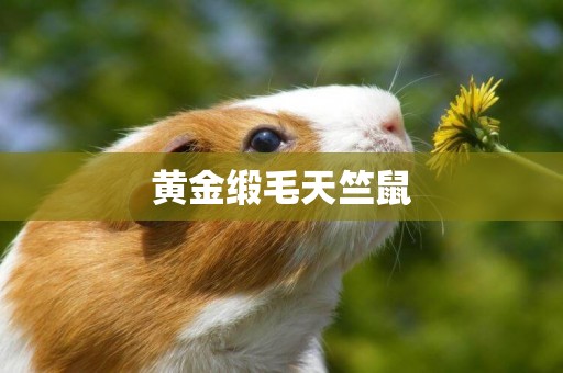 黃金緞毛天竺鼠
