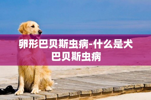卵形巴貝斯蟲病-什么是犬巴貝斯蟲病