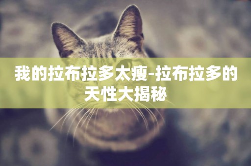 我的拉布拉多太瘦-拉布拉多的天性大揭秘