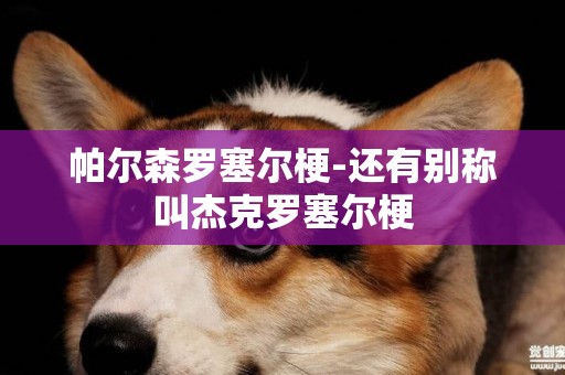 帕爾森羅塞爾梗-還有別稱叫杰克羅塞爾梗