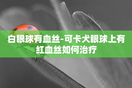 白眼球有血絲-可卡犬眼球上有紅血絲如何治療