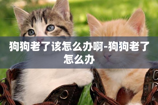 狗狗老了該怎么辦啊-狗狗老了怎么辦