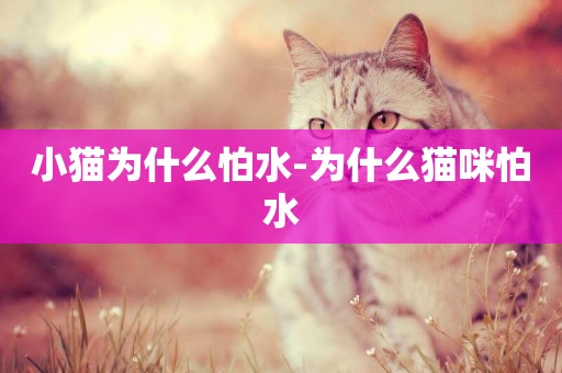 小貓為什么怕水-為什么貓咪怕水