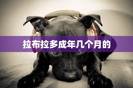 拉布拉多成年幾個月的