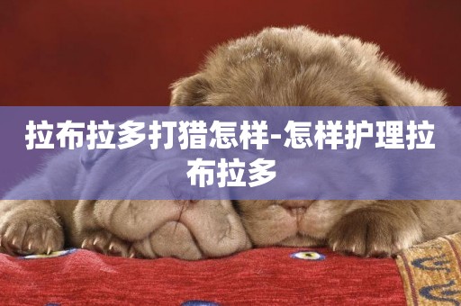 拉布拉多打獵怎樣-怎樣護理拉布拉多