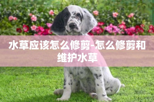 水草應該怎么修剪-怎么修剪和維護水草