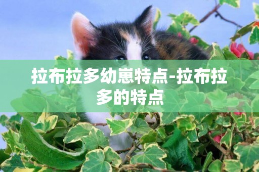 拉布拉多幼崽特點-拉布拉多的特點