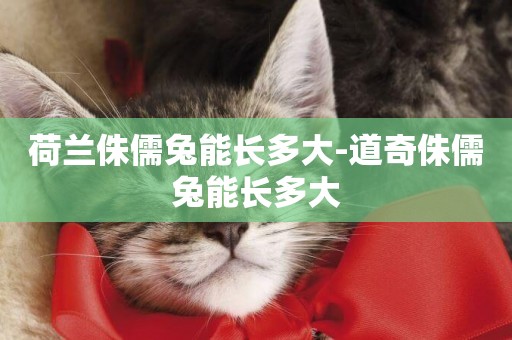 荷蘭侏儒兔能長多大-道奇侏儒兔能長多大