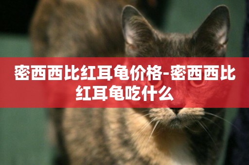 密西西比紅耳龜價格-密西西比紅耳龜吃什么